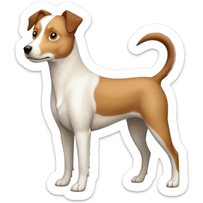 a full body large white parson russell looking dog the size of a kelpie with light brown flapped down ears and a light brown patch on one eye and a large snout sticker