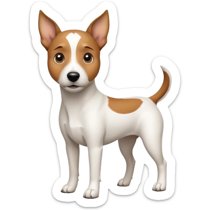 a full body white jack russel looking dog the size of a kelpie with light brown ears and a light brown patch on one eye, flopped down ears and a large snout sticker