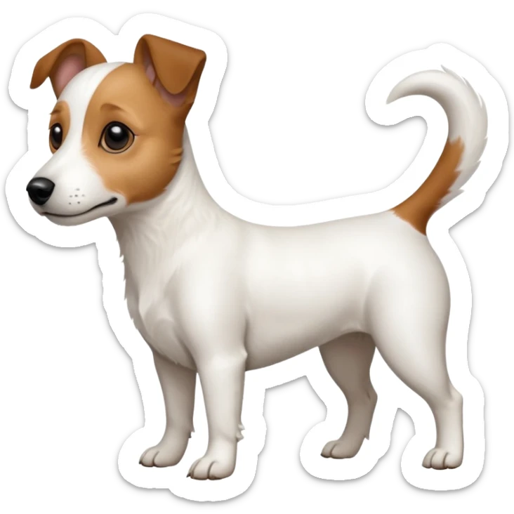 a full body white jack russel looking dog the size of a kelpie with light brown ears and a light brown patch on one eye, flopped down ears and a large snout sticker