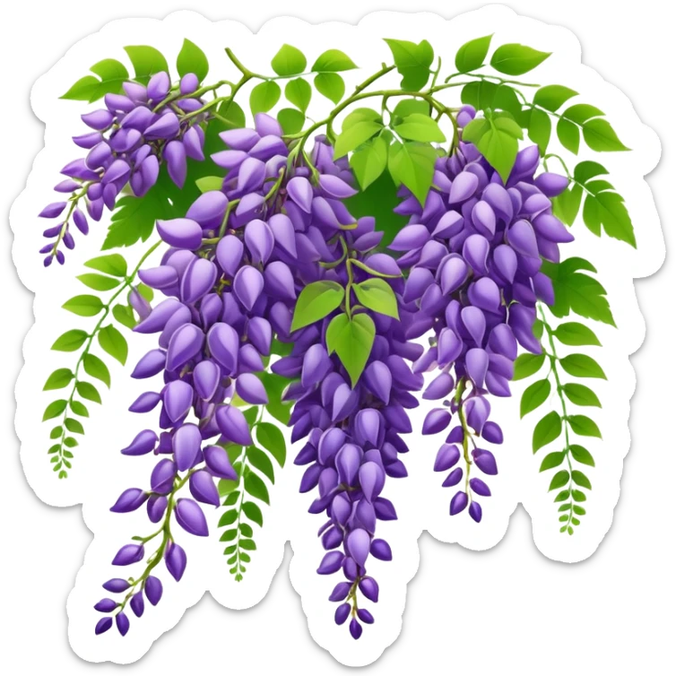 Beautiful wisteria with long cascading clusters of purple flowers hanging like grapes, with delicate green pinnate leaves sticker