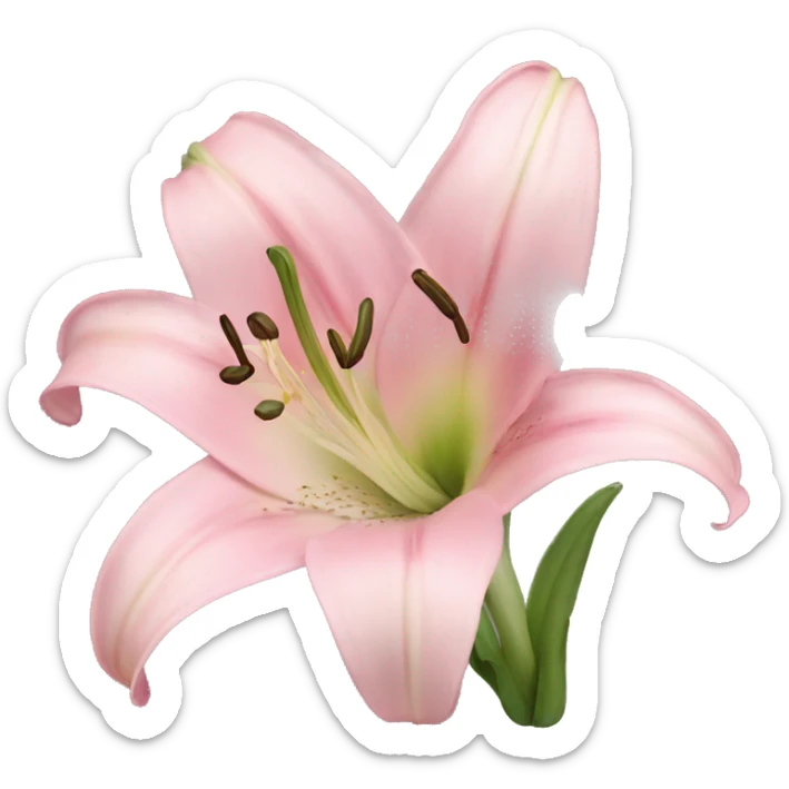 light pink lilium sticker