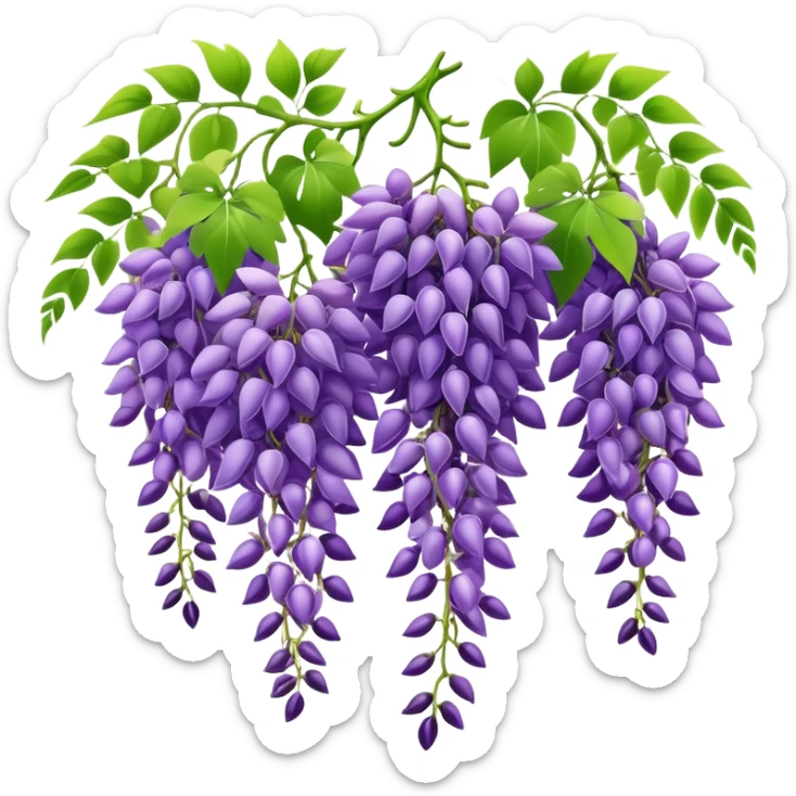 Beautiful wisteria with long cascading clusters of purple flowers hanging like grapes, with delicate green pinnate leaves sticker