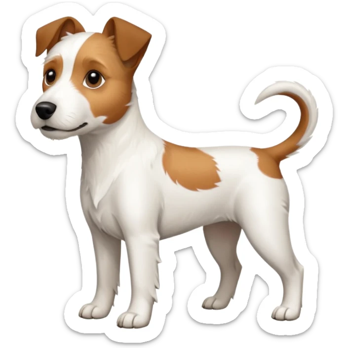 a full body large white parson russell terrier looking dog the size of a kelpie with light brown ears and a light brown patch on one eye and a large snout sticker
