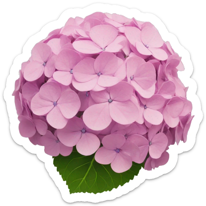 hydrangea sticker