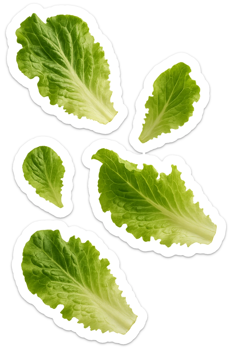 foglie di insalata fluttuano in aria, iperrealistico, non disegnato sticker