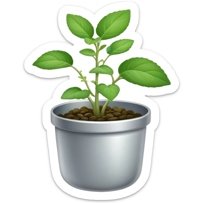 Young sprouts of Plectranthus Verticillatus with perfectly circular coin-shaped leaves in a silver metallic pot sticker