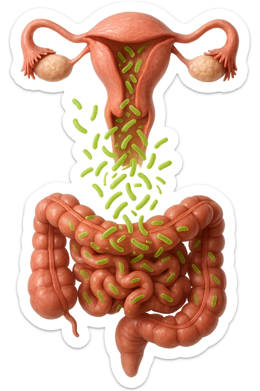 UTERO UMANO E INTESTINO ANATOMICI REALISTICI SONO UNO SOPRA ALL'ALTRO E SI PASSANO I BATTERI A VICENDA, CON BATTERI CHE ESCONO DALL'INTERNO, IPERREALISTICO 4K, NON DISEGNATO sticker