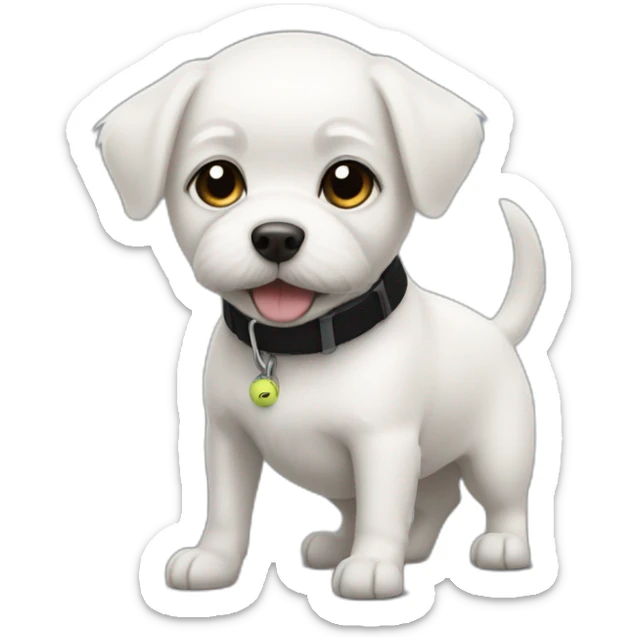 Small white dog short hair like a terries with a tennis ball and a black collar  sticker