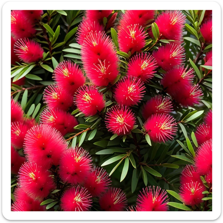 Cinematic Realistic Callistemon Emoji, Vibrant and striking, with spiky red flowers resembling a bottlebrush. The slender leaves create a fine backdrop to the bold blooms, while the plant exudes energy and vitality. Soft glowing outline, capturing the essence of strength, color, and natural beauty in a brilliant callistemon tree! sticker