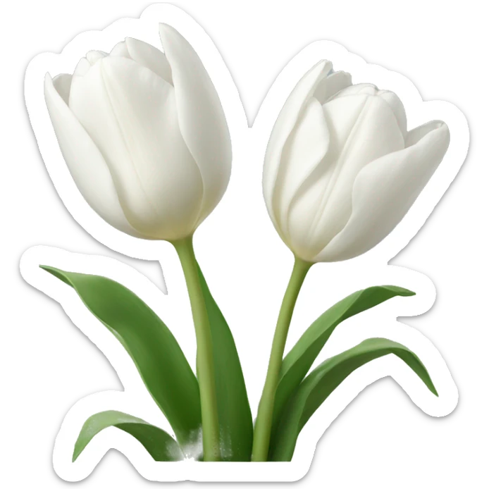 white tulips sticker