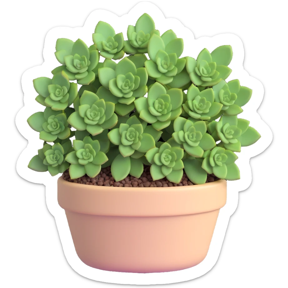 Sedum Pachyphyllum succulent with chubby blue-green leaves in a beige pot sticker