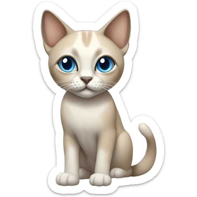 Thai breed adult cat with a light cream-brown body, dark gray nose and face, ears, and paws. sharp ears, and striking light blue eyes  sticker