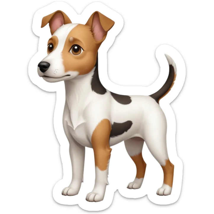 a full body large white parson russell terrier looking dog the size of a kelpie with light brown big ears and a light brown patch on one eye and a large snout sticker