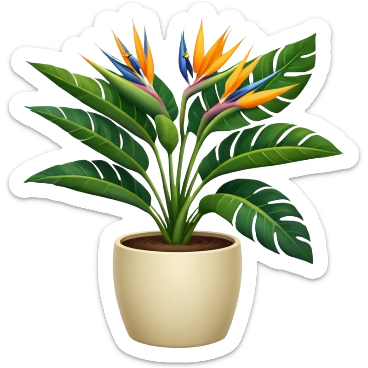 Bird of paradise leafy plant in cream pot no white between leaves sticker