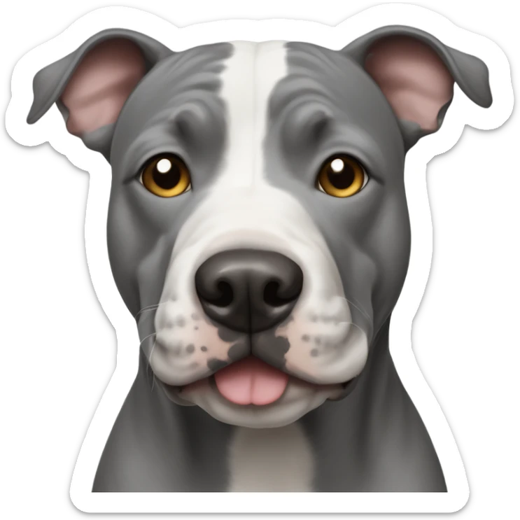 Grey Stafford shire bull terrier dog portrait with a small white line between his eyes and a white chest sticker