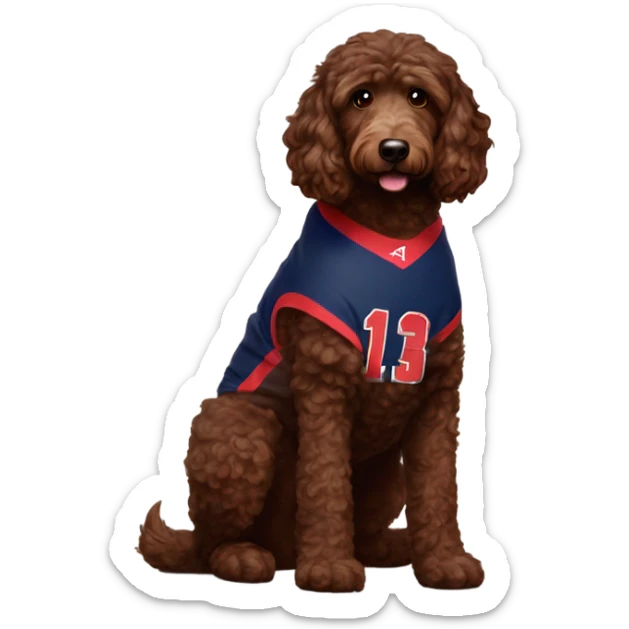 Chocolate brown Aussie doodle wearing a University of Arizona basketball jersey sticker