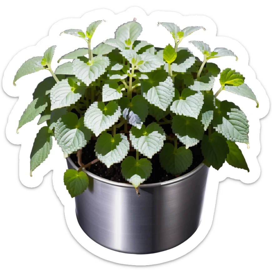Young sprouts of Plectranthus Verticillatus with perfectly circular coin-shaped leaves in a silver metallic pot sticker