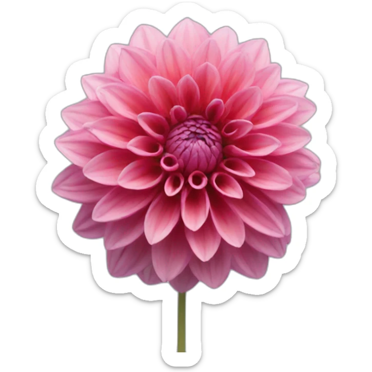 Dahlia sticker