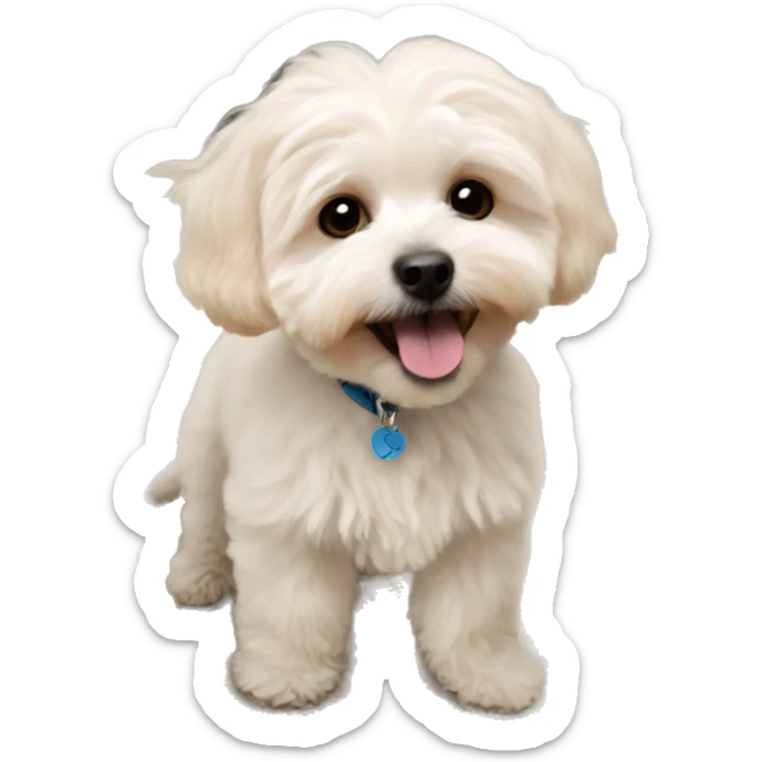 Maltipoo sticker