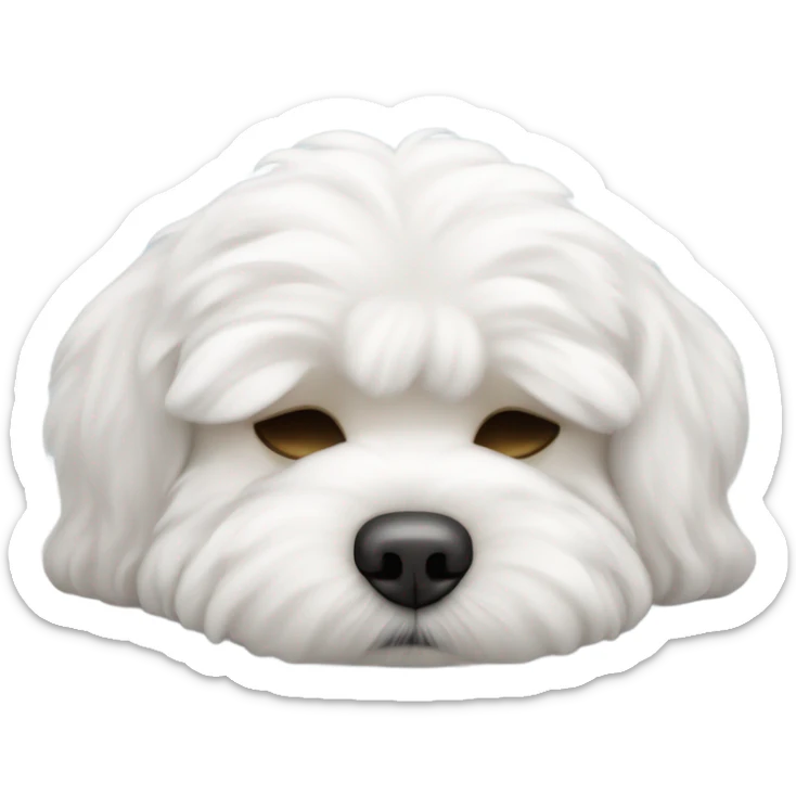 Sleep bichon maltese, the gender of the bichon maltese is a boy  sticker