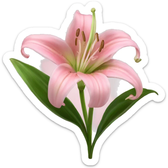 light pink lilium sticker