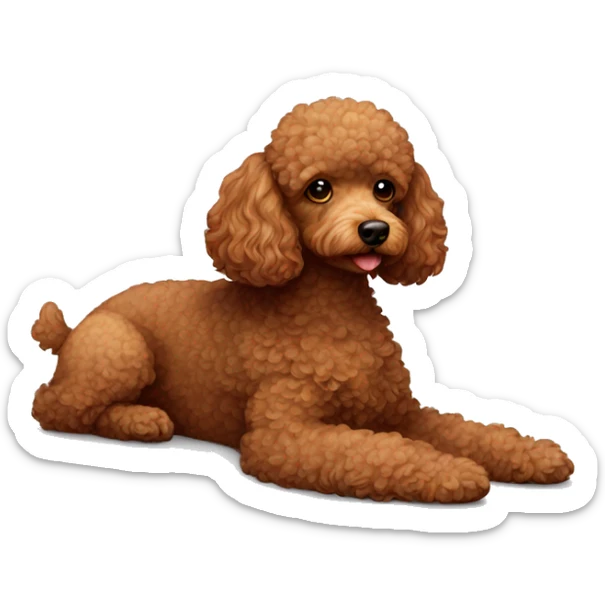 Brown toy poodle laying sticker