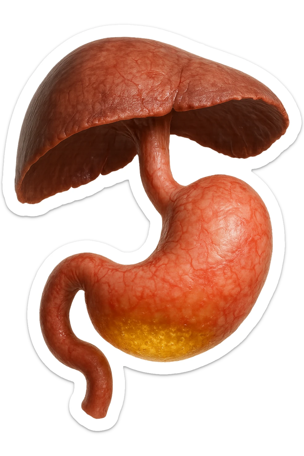 stomaco umano anatomico infiammato con acido giallo all'interno fluttua in aria insieme ad un diaframma umano, iperrealistico 4k, isolato su sfondo bianco sticker