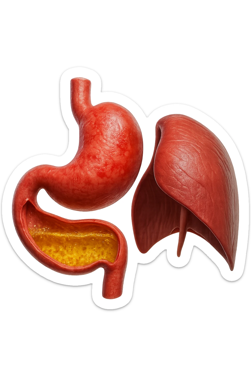 stomaco umano anatomico infiammato con acido giallo all'interno fluttua in aria insieme ad un diaframma umano, iperrealistico 4k, isolato su sfondo bianco sticker