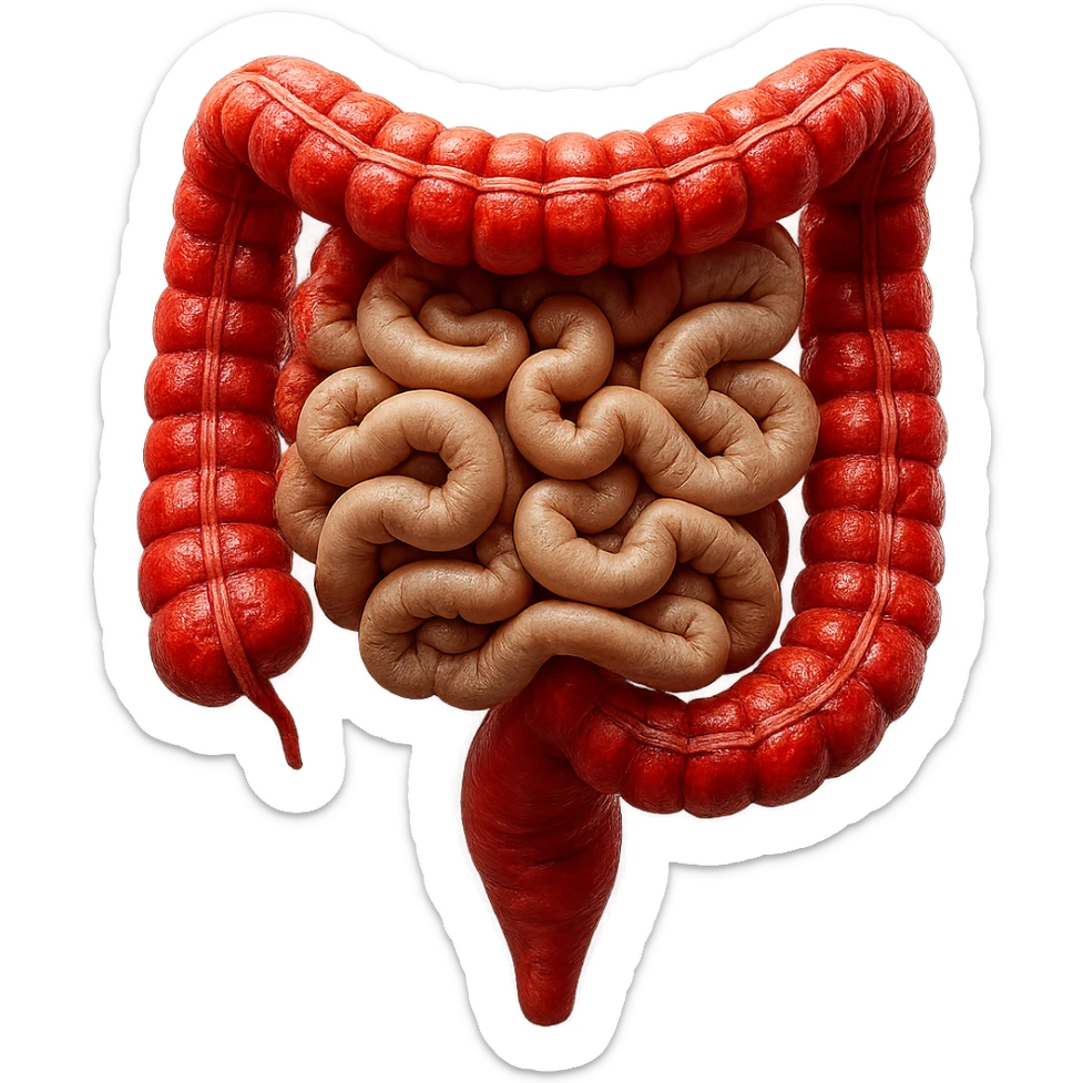 intestino umano anatomico realistico con gonfiori e rossori sul colon iperrealistico 4k sticker