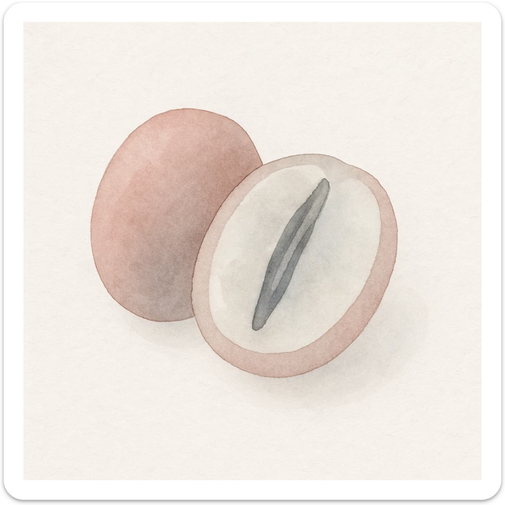 watercolor art of a coffee berry cut in half showing the coffee bean inside sticker