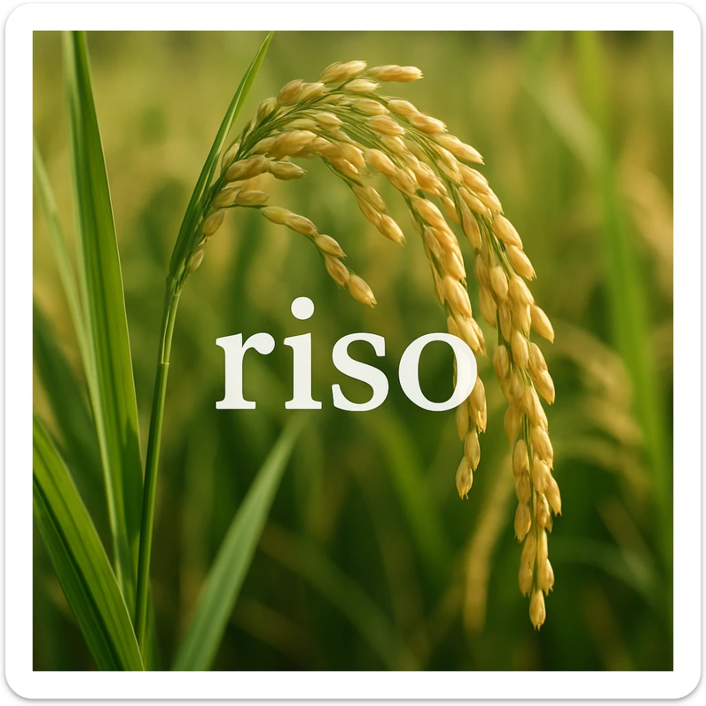 photo realistic rice plant with ears, natural colors, with the word 'riso' in Italian on the image sticker