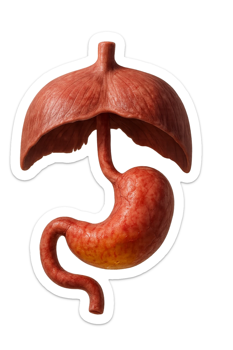 stomaco umano anatomico infiammato con acido giallo all'interno fluttua in aria insieme ad un diaframma umano, iperrealistico 4k, isolato su sfondo bianco sticker