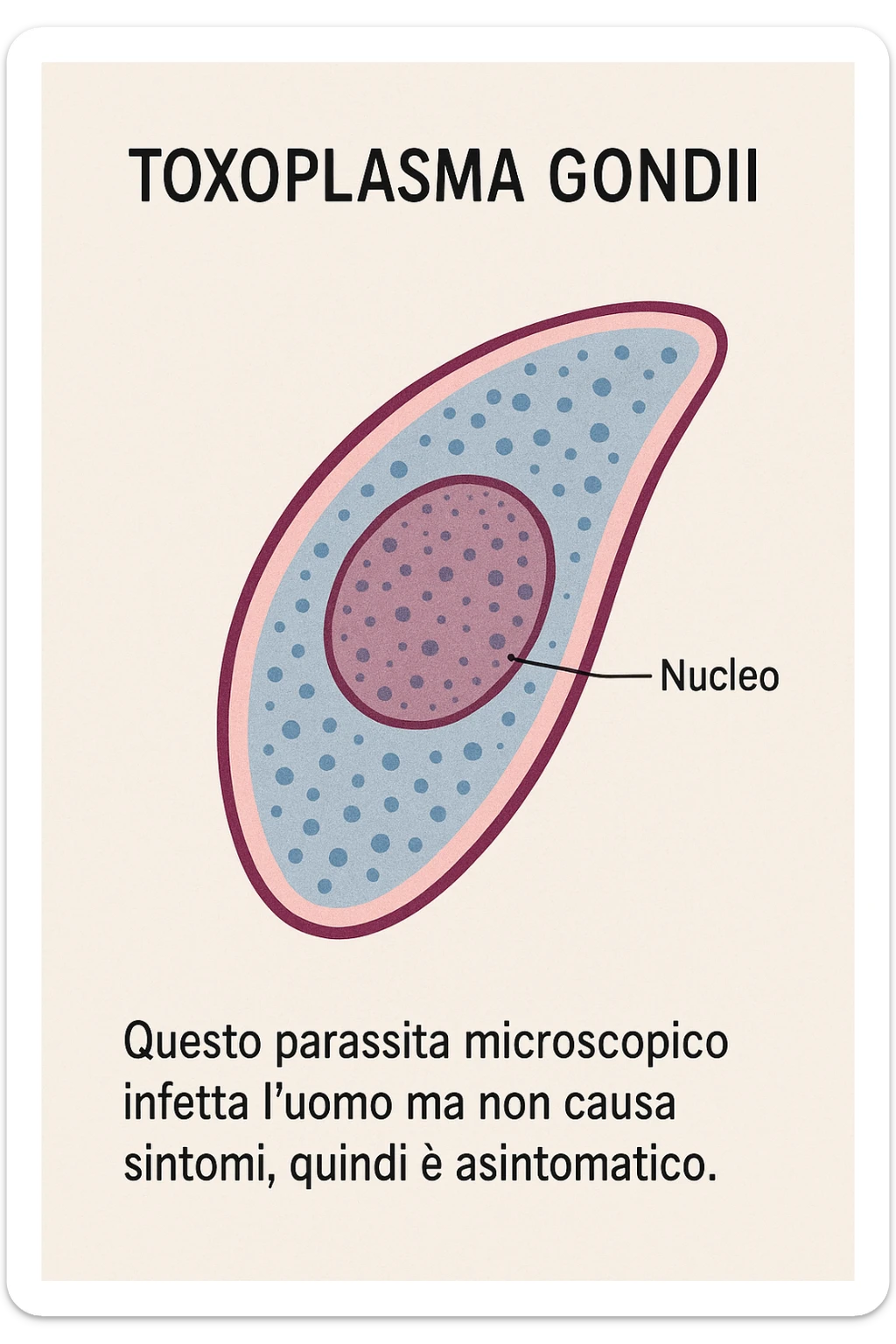 Toxoplasma gondii, infetta uomo ma non ha sintomi ed è asintomatico, tutto in italiano scritto sticker