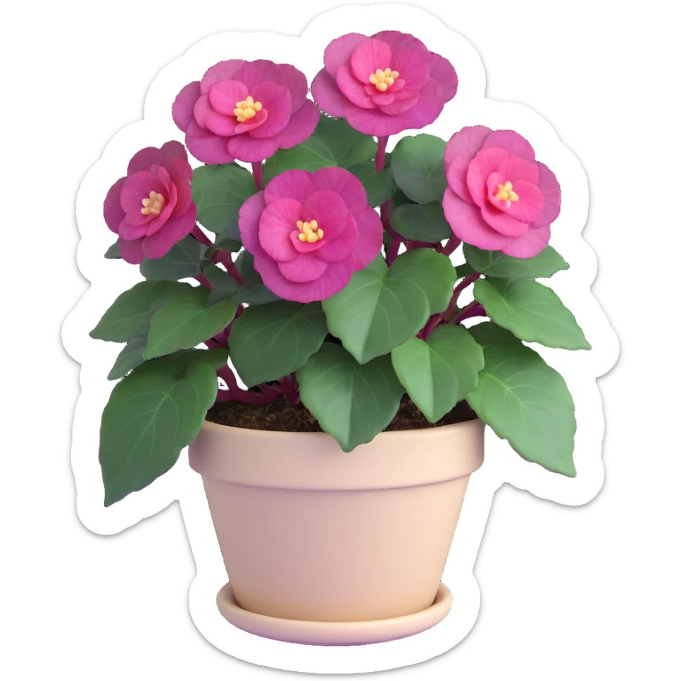 Begonia Rex with dark green leaves, purple edges, white spots in the middle, and distinct spiral centers where each leaf grows from, in a beige pot sticker