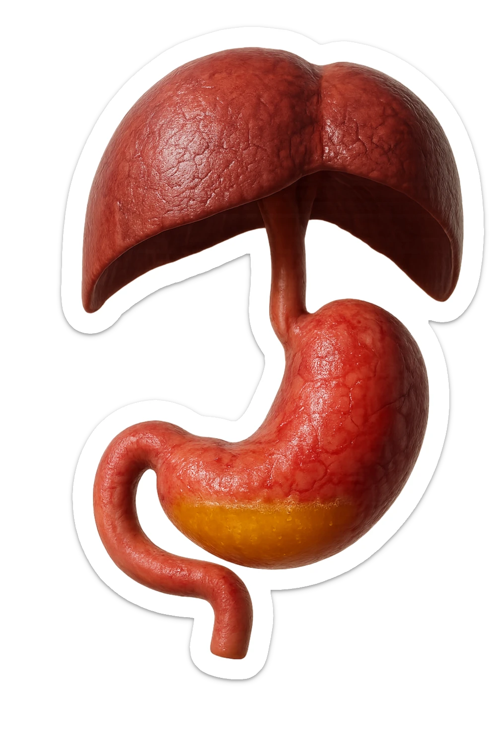 stomaco umano anatomico infiammato con acido giallo all'interno fluttua in aria insieme ad un diaframma umano, iperrealistico 4k, isolato su sfondo bianco sticker