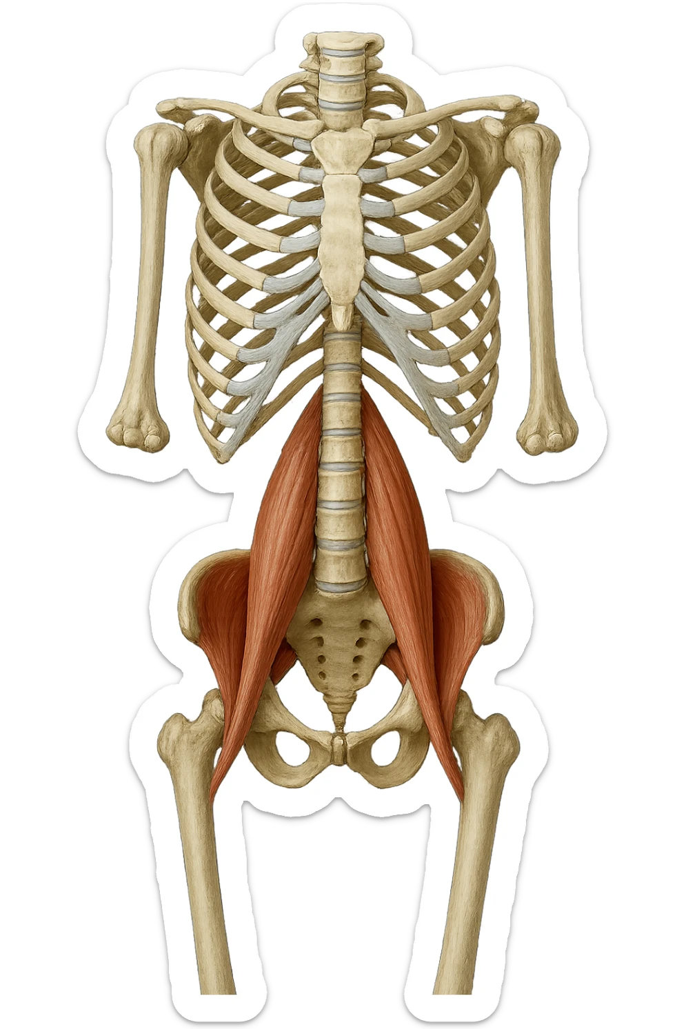 fai un immagine identica che riguarda IL MUSCOLO PSOAS i in evidenza (anatomicO) con colori naturali di un corpo umano. falla iperrealistica anatomica in 4k sticker