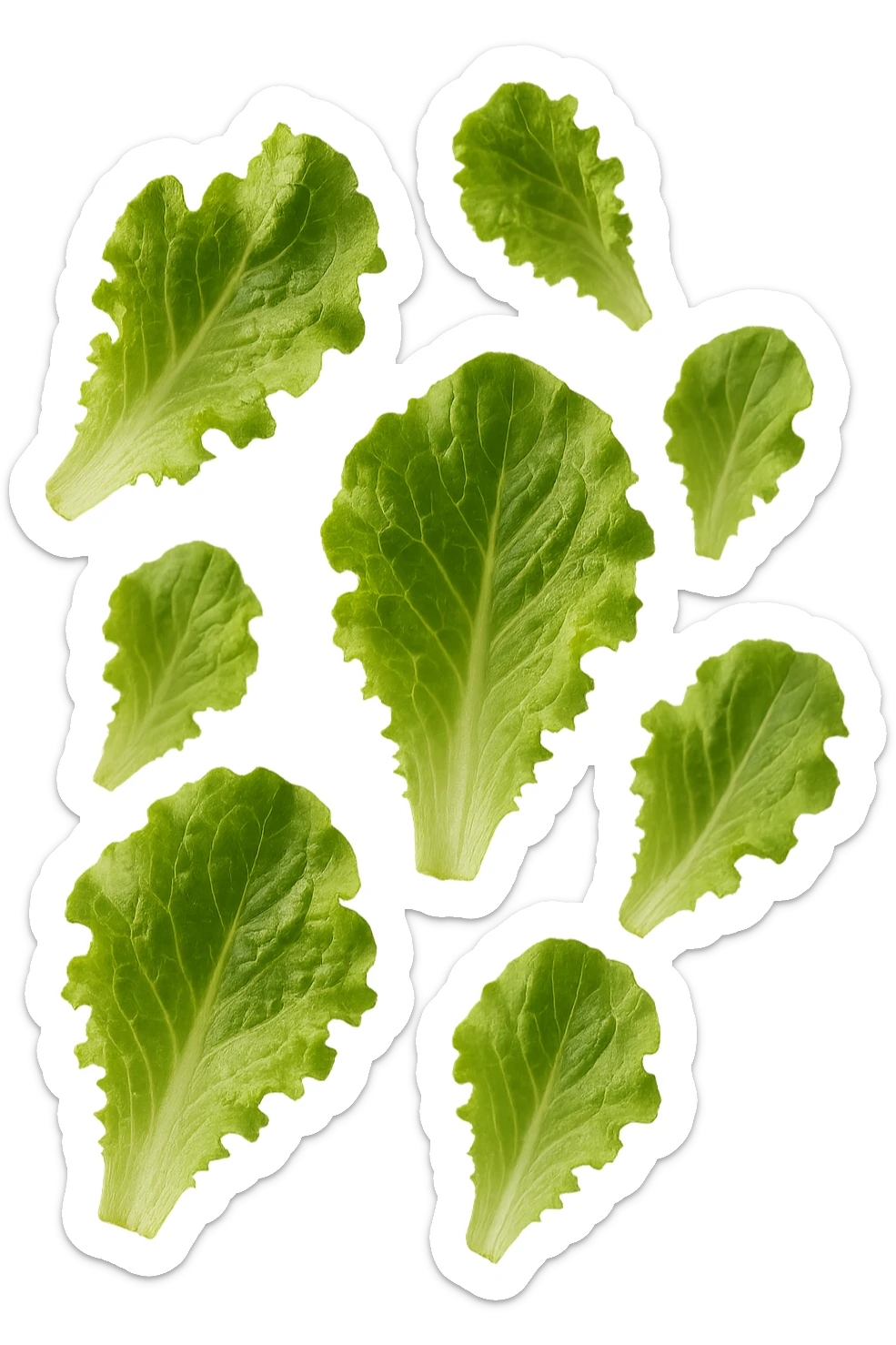 foglie di insalata fluttuano in aria, iperrealistico, non disegnato sticker