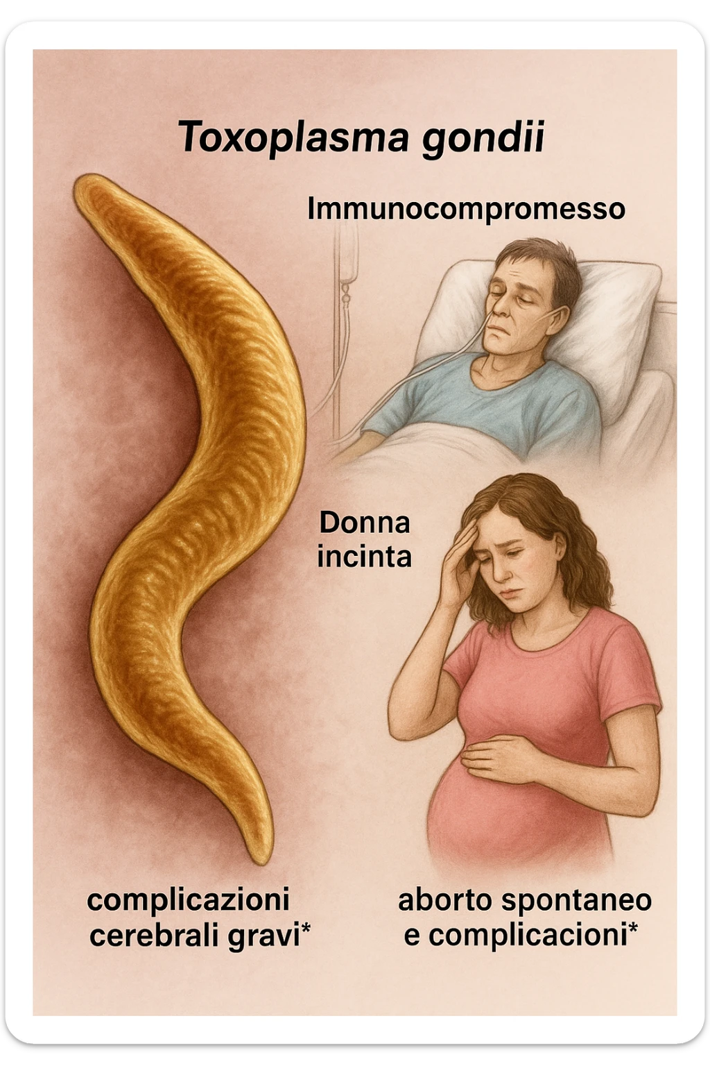 Toxoplasma gondii, infetta uomo immunodepresso e donne incinta. Causando gravi problemi tutto scritto in italiano immagine realistica sticker