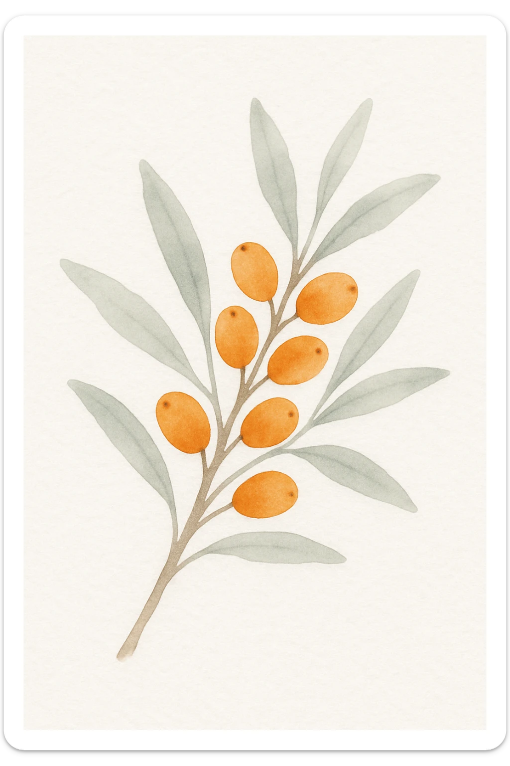 sea buckthorn branch with orange berries, watercolor style, delicate brush strokes, vibrant orange berries sticker