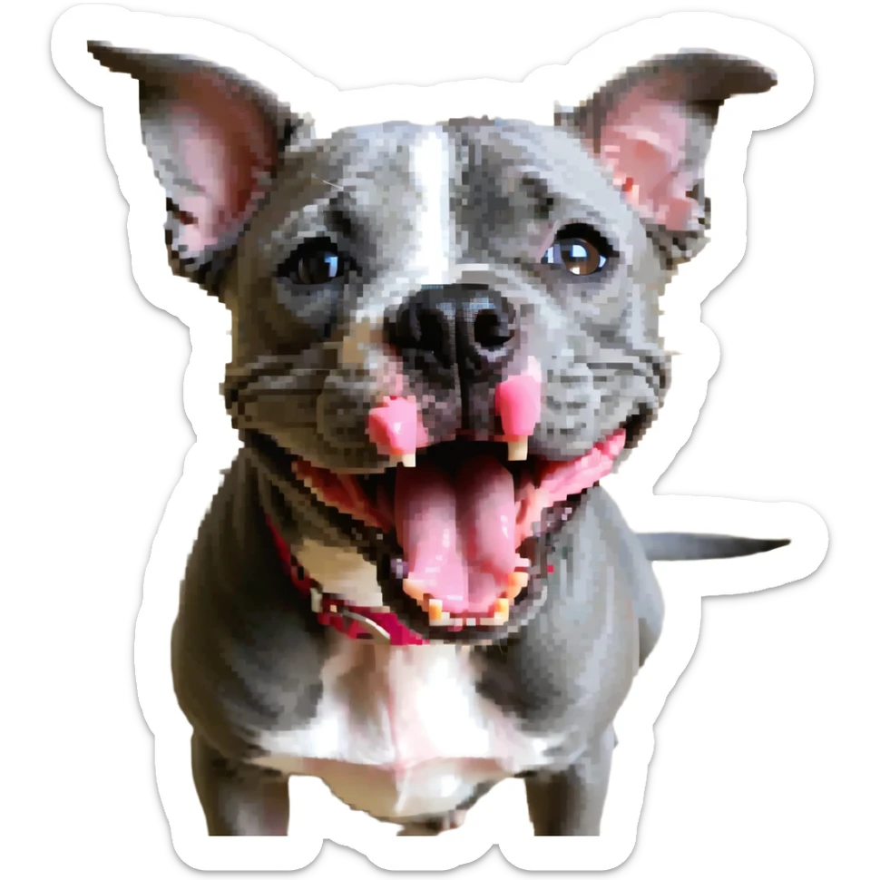 round circle puppy head full grey bleu staffy, big open mouth, big tongue out, stupid expression sticker