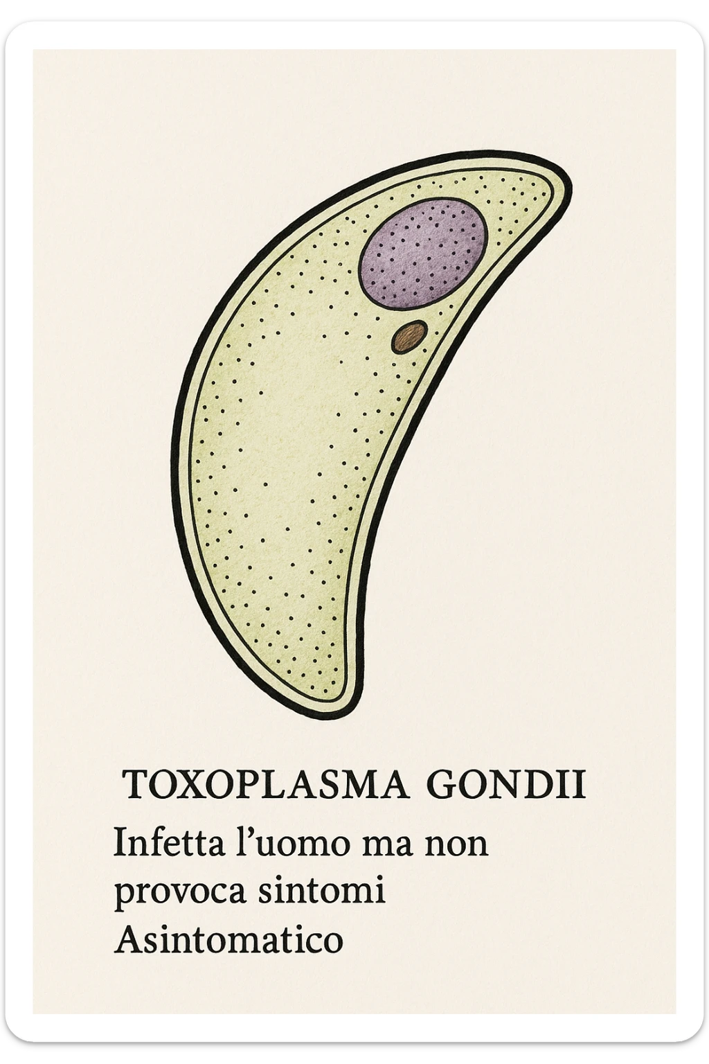Toxoplasma gondii, infetta uomo ma non ha sintomi ed è asintomatico, tutto in italiano scritto sticker