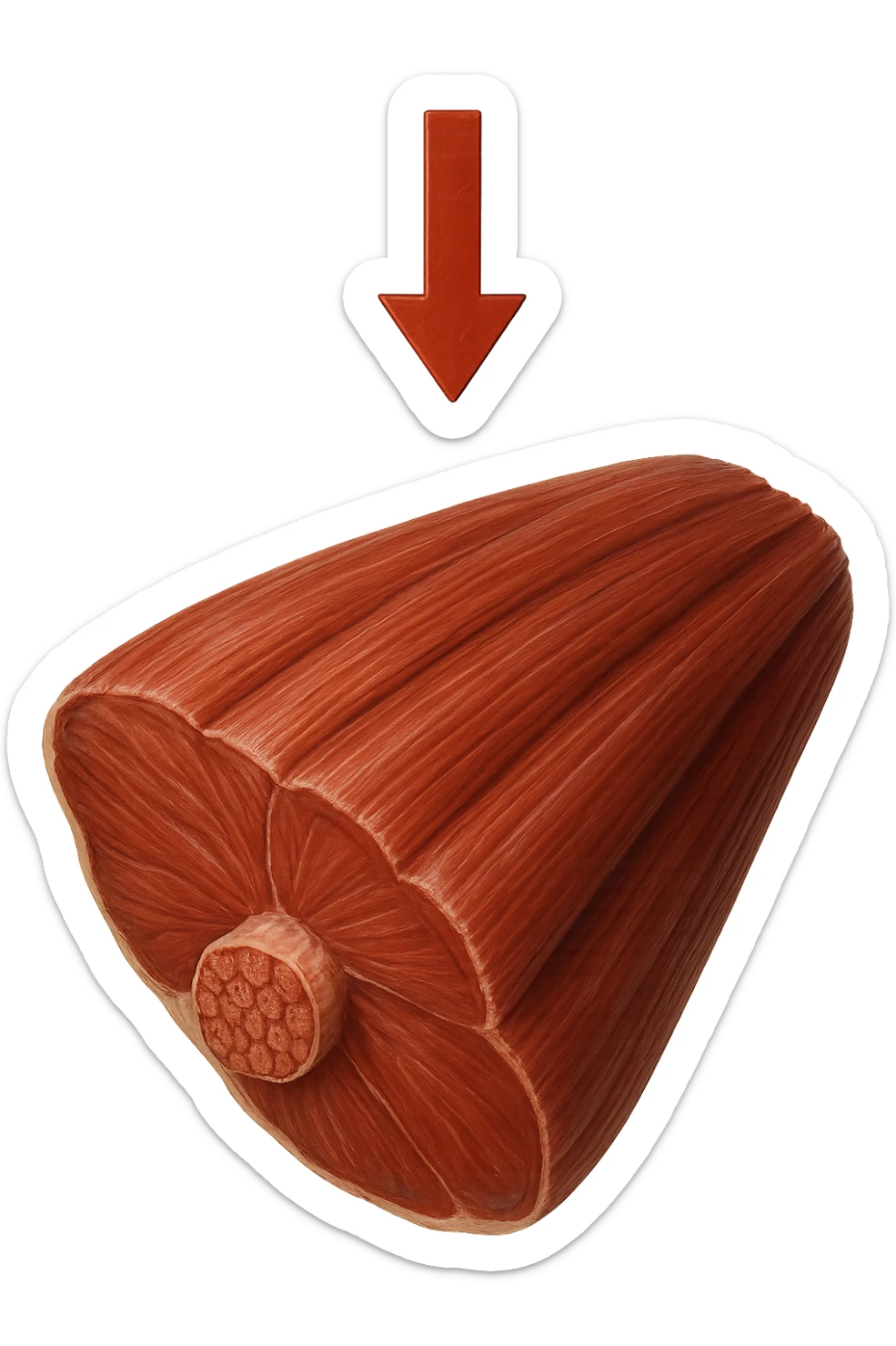 porzione di tessuto muscolare umano iperrealistico con freccia giù sticker