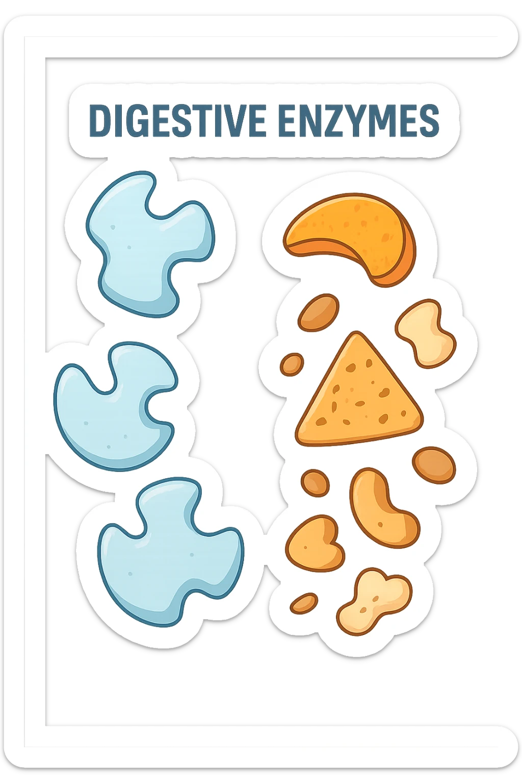 enzimi digestivi sticker