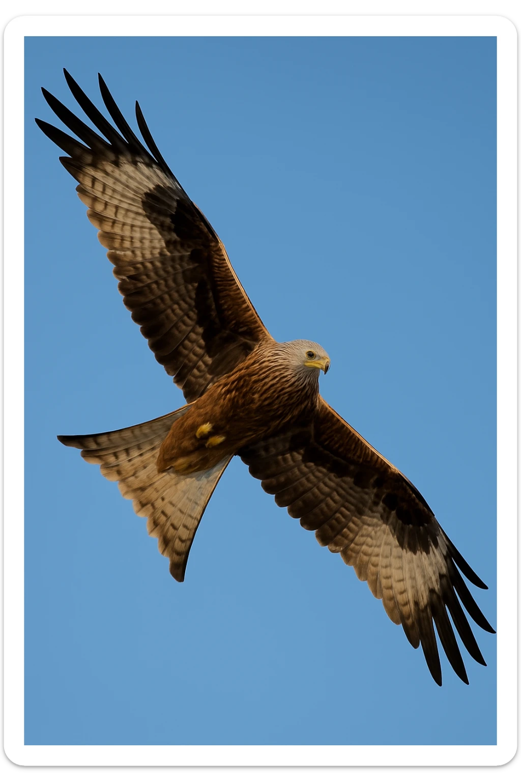 majestic bird of prey milan flying in the air with wings wide spread, detailed feathers, dynamic pose, clear sky background sticker