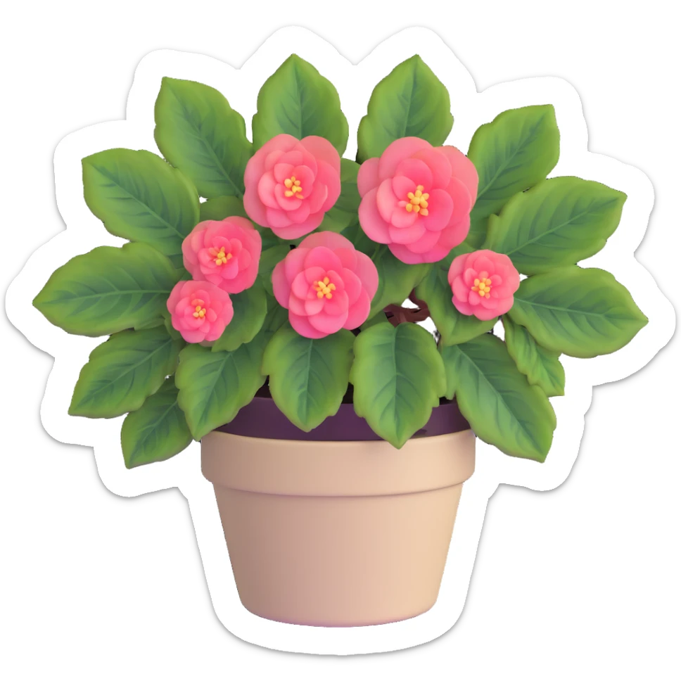 Begonia Rex with greenish-purple spiral center leaves in a beige pot sticker