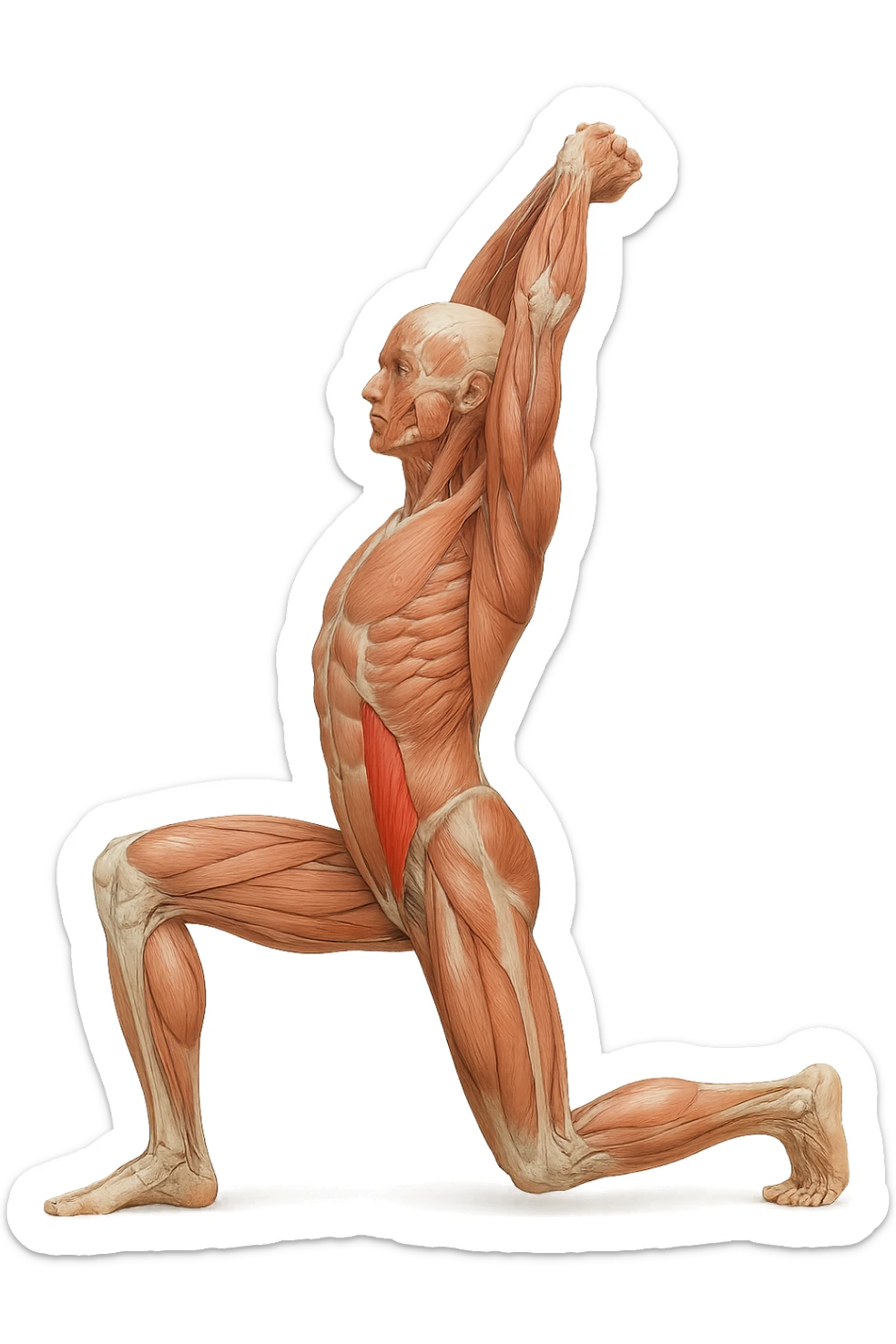 corpo umano anatomico realistico che fa stretching allungando il muscolo PSOAS, isolato su sfondo bianco sticker