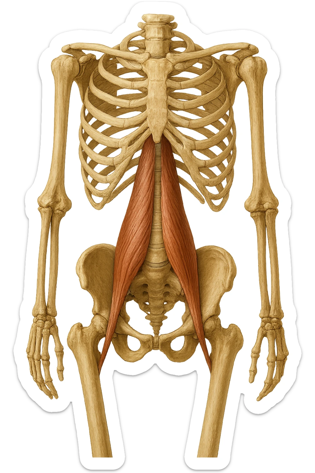 fai un immagine identica che riguarda IL MUSCOLO PSOAS i in evidenza (anatomicO) con colori naturali di un corpo umano. falla iperrealistica anatomica in 4k sticker