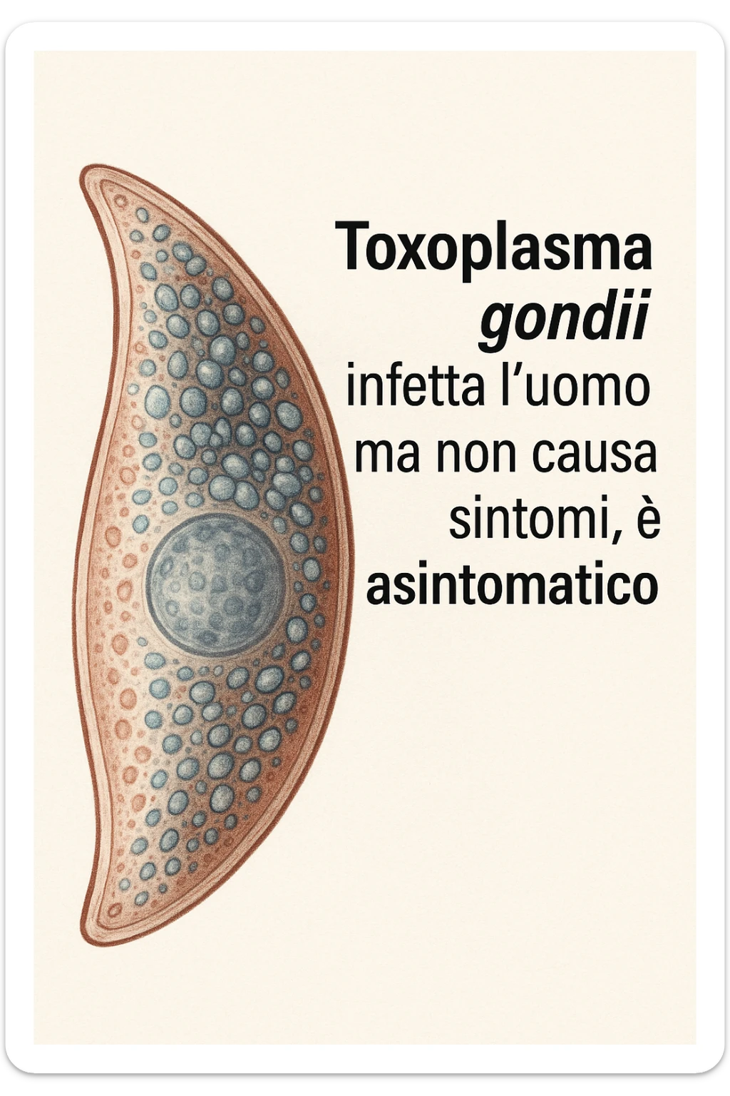 Toxoplasma gondii, infetta uomo ma non ha sintomi ed è asintomatico, tutto in italiano scritto sticker