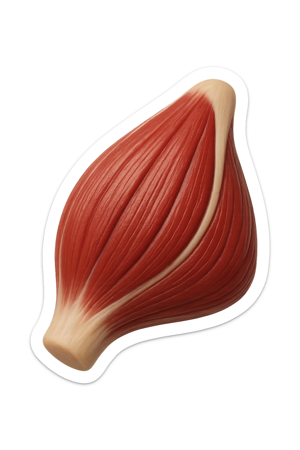 EMOJI STILE IPHONE 3D DI una porzione di tessuto muscolare umano anatomico realistico, FALLO MOLTO REALISTICO IN 3D sticker