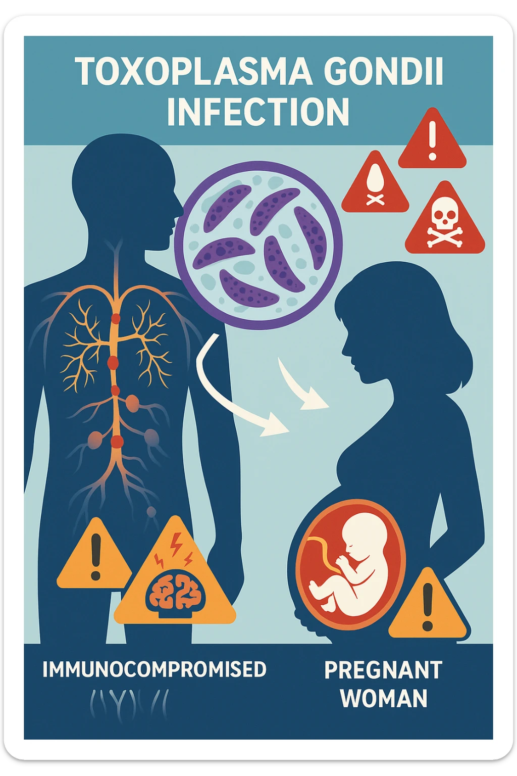 Toxoplasma gondii, infetta uomo immunodepresso e donne incinta. Causando gravi problemi sticker